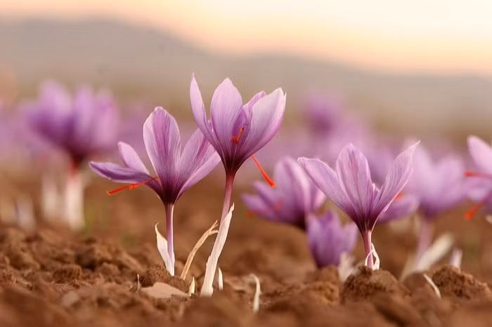 Lý do khiến Saffron Iran đắt nhất thế giới là do quy trình thu hoạch thủ công cực kỳ công phu, sản lượng khan hiếm, thổ nhưỡng đặc thù và giá trị dinh dưỡng cao. Ảnh: Wiki