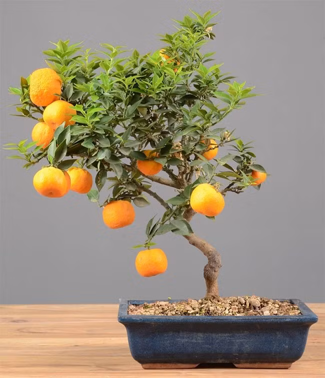 Cam vàng bonsai ưa ánh sáng nhẹ, đất thoát nước tốt và độ ẩm vừa phải. Ảnh: Chinese Bonsai Garden
