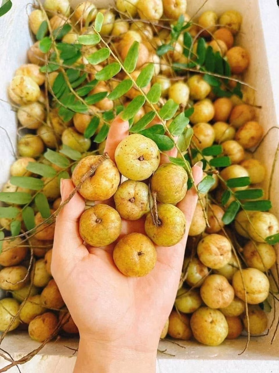 Me rừng tươi hiện có giá khoảng 35.000 - 45.000 đồng/kg, ô mai me rừng dao động 100.000-180.000 đồng/kg, còn bột me rừng có nơi lên tới hơn 500.000 đồng/kg. Ảnh: Facebook