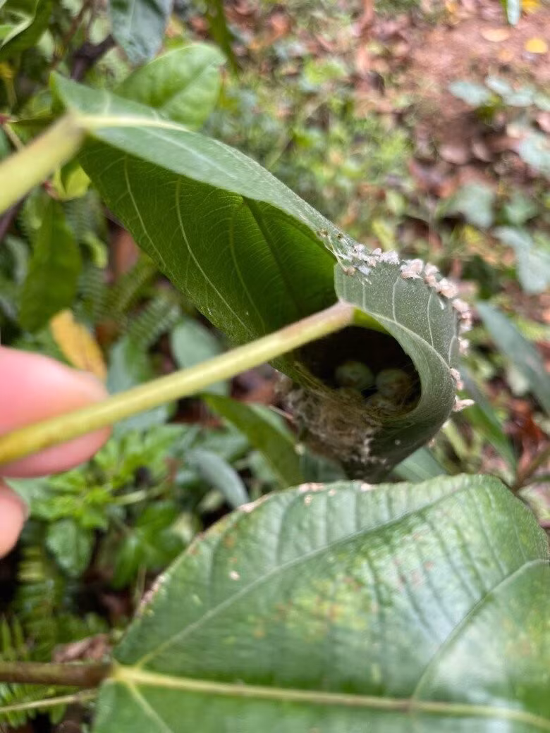 Một tổ chim khác trên cây. Ảnh: FBNV