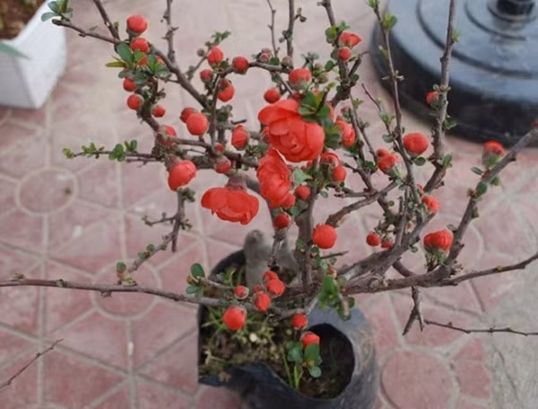Cây mai đỏ thường trồng trong chậu nhỏ đến trung bình, phù hợp đặt trên tủ giày, kệ trang trí hoặc bàn phụ gần cửa ra vào để tạo điểm nhấn ngay từ lối vào nhà. Ảnh: Facebook