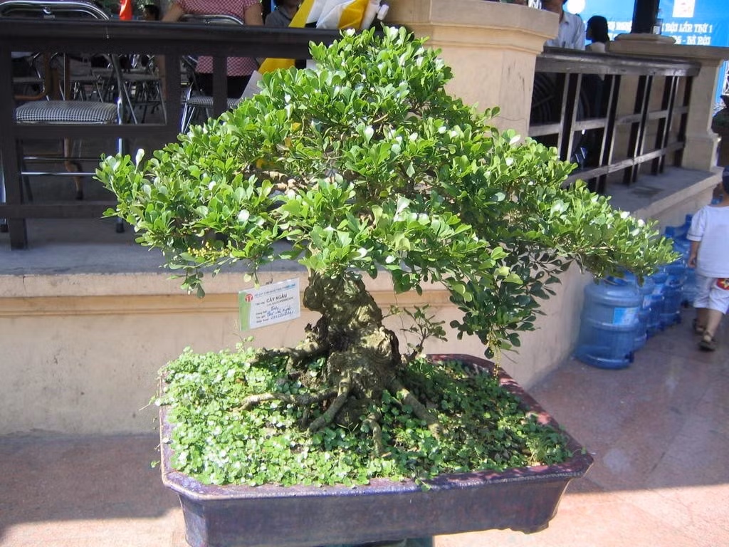Những cây ngâu cảnh đã hoàn thiện, cho hoa đẹp và sở hữu dáng độc lạ thường giá vài triệu đồng. Ảnh: Vingarden