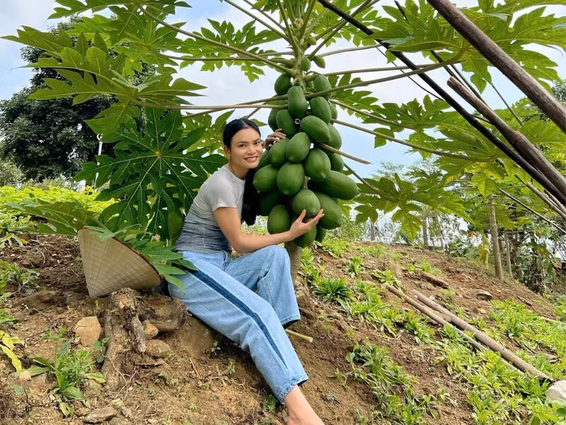 Vườn nhà nữ nghệ sĩ mùa nào cũng có quả được thu hoạch. Ảnh: FB Phạm Phương Thảo