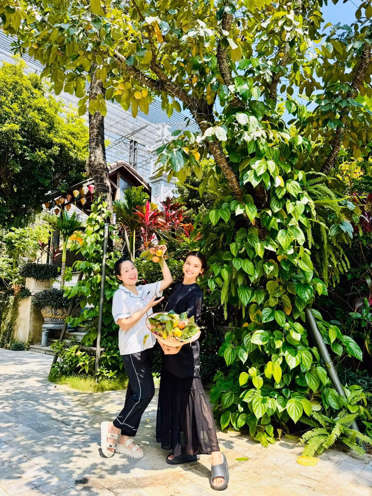 Trong cơ ngơi rộng 8.000m2 ở ngoại ô Hà Nội, NSND Phạm Phương Thảo trồng nhiều cây xanh, hoa trái và thích thú mỗi khi thu hoạch trái chín. Ảnh: FB Phạm Phương Thảo