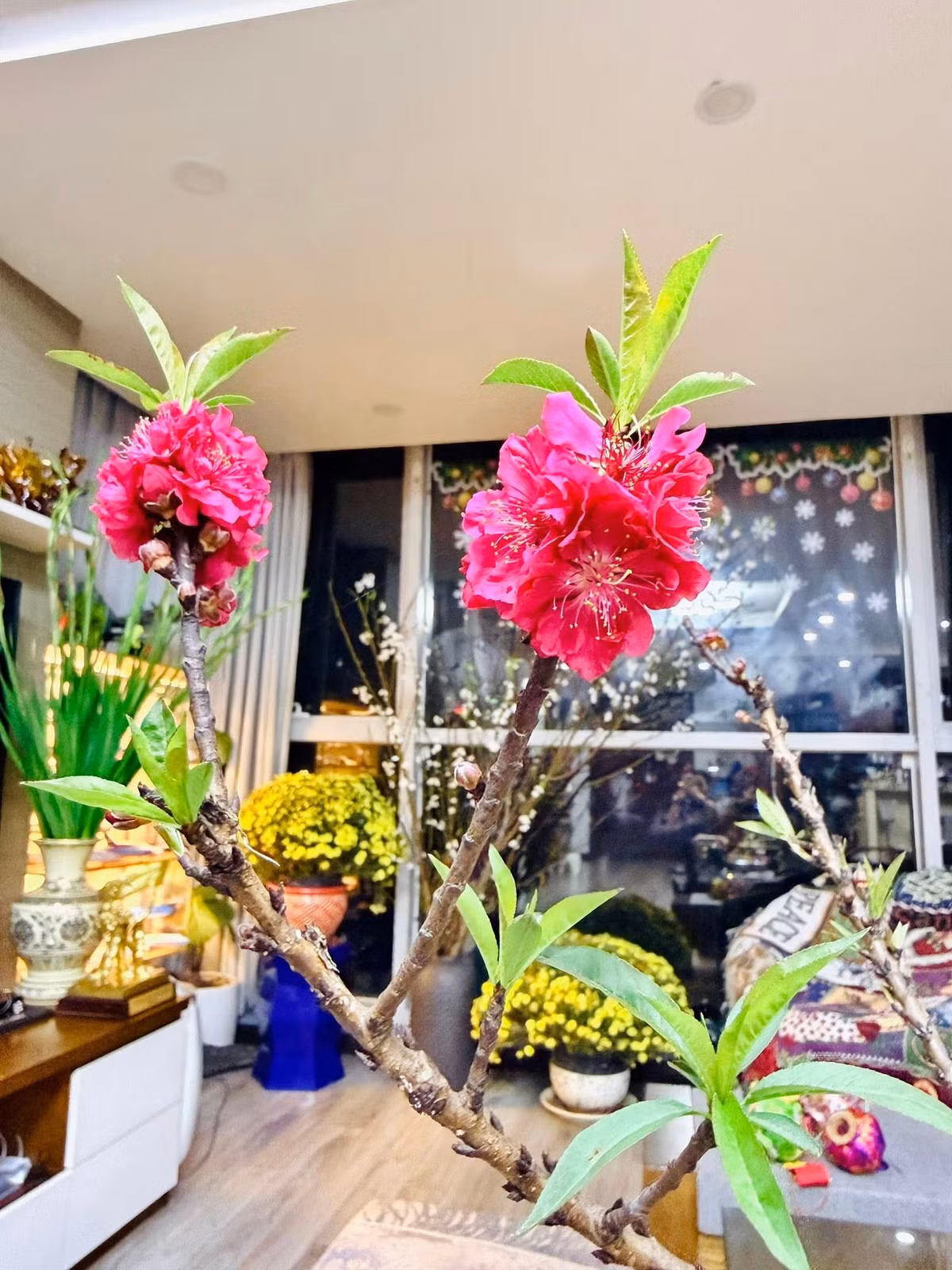 Đây là loại đào quý hiếm với những bông hoa to mập, đỏ thắm như miệng chén. Ảnh: FB Trang Hoàng