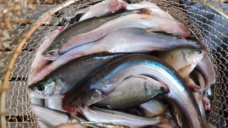 Cá xác (hay còn gọi cá xác sọc, cá sát sọc, cá sóc sọc hay cá tra xiêm) là đặc sản của vùng sông nước miền Tây. Ảnh: Internet
