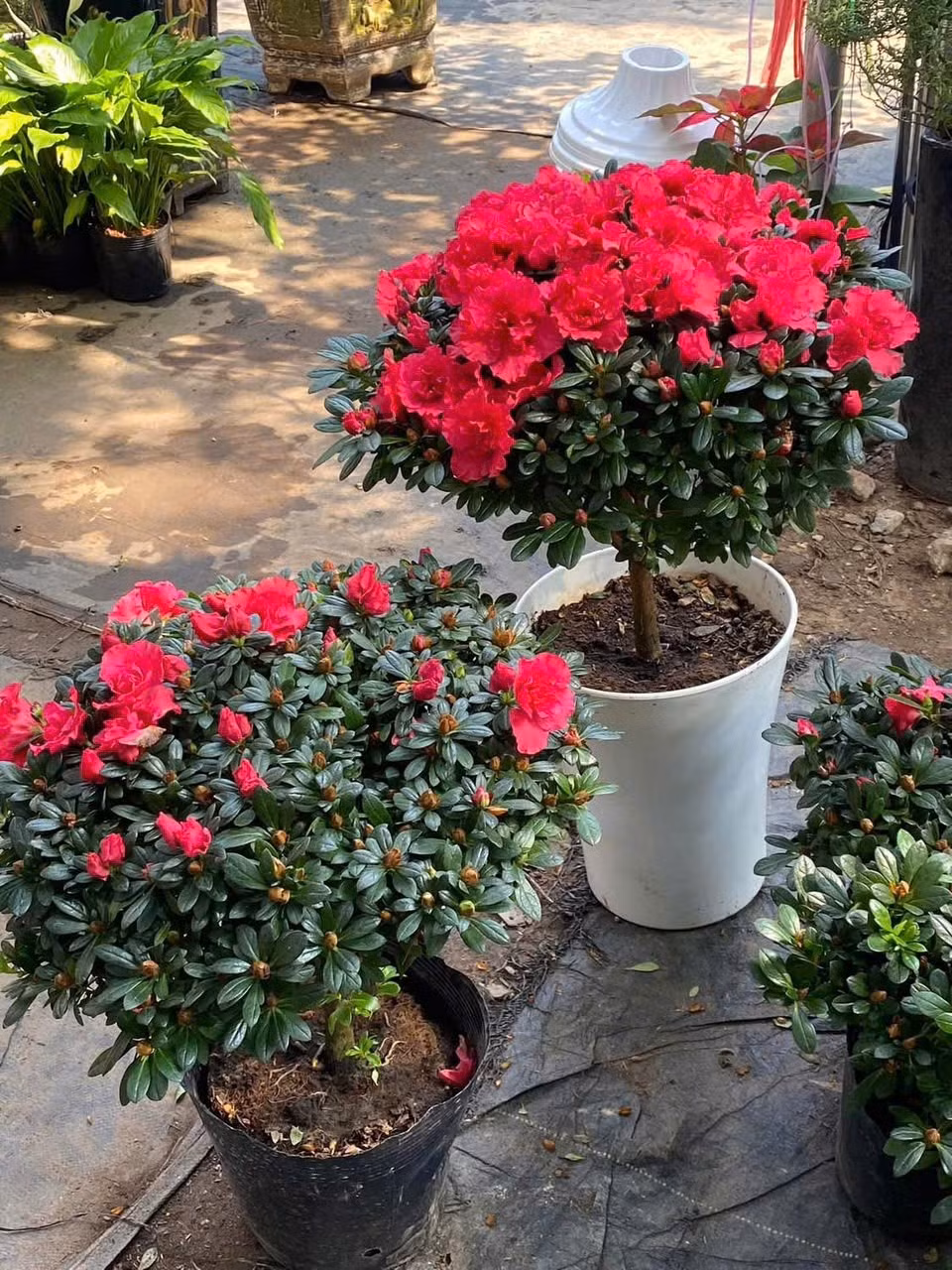 Trưng một chậu đỗ quyên đỏ trong nhà ngày Tết không chỉ làm đẹp không gian mà còn gửi gắm mong ước về một năm mới yên vui, thuận hòa. Ảnh: Vuakiengsaigon