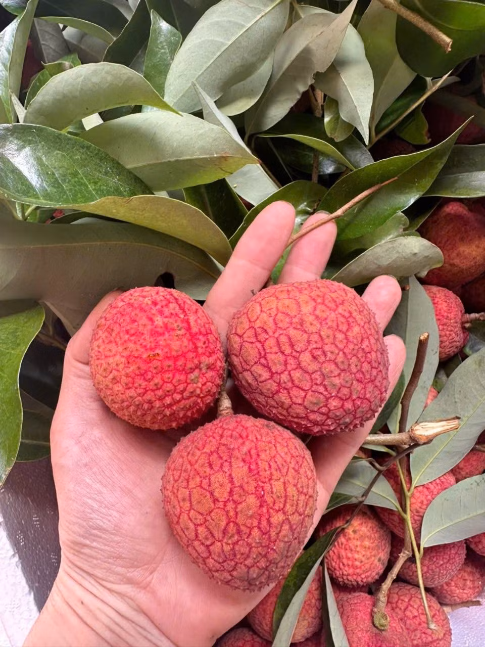 Giữa lúc vải thiều bán đầy chợ, vỉa hè giá chỉ từ 10.000-25.000 đồng/kg, một loại vải đặc biệt giá siêu đắt đỏ lên tới vài trăm nghìn đồng/kg khiến nhiều người sửng sốt. Ảnh: Facebook