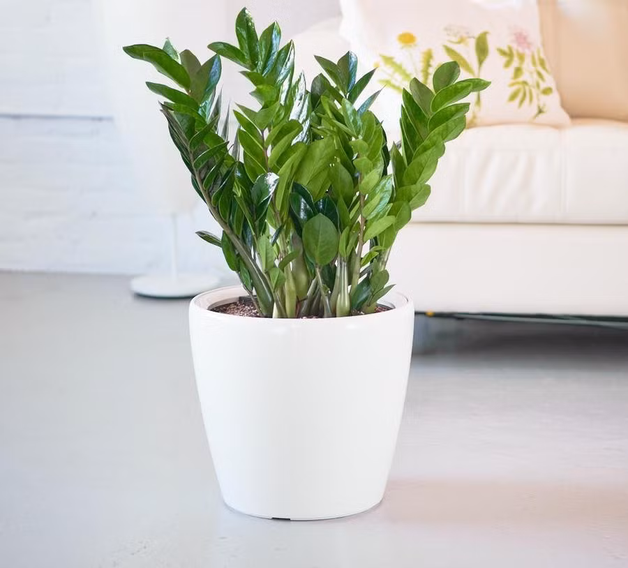 Kim tiền từ lâu đã được xem là “cây quốc dân” trong phong thủy tài lộc. Với tán lá xanh bóng, dày và mọc đối xứng, cây tượng trưng cho tiền bạc và sự phát triển bền vững. Ảnh: Cengarden