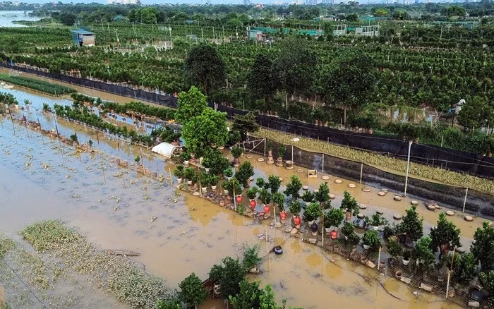 Không chỉ đào, hàng trăm gốc quất cũng chịu cảnh ngập lụt. Ảnh: Vietnamnet