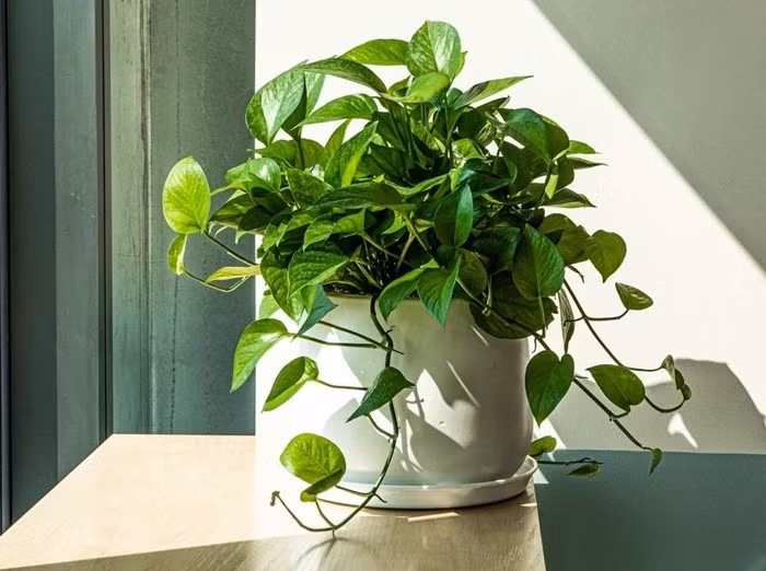 Cây trầu bà cũng là lựa chọn lý tưởng cho không gian trong nhà ít ánh sáng. Loài cây này có sức sống bền bỉ, dễ chăm sóc và thích nghi tốt với môi trường kín. Ảnh: Caybamien