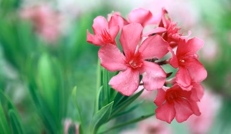 Một số loài hoa đẹp nhưng tiềm ẩn độc tố như trúc đào, thược dược, thủy tiên hay trạng nguyên không được khuyến khích trồng tại ban công chung cư, nhà phố. Ảnh: Báo Lâm Đồng