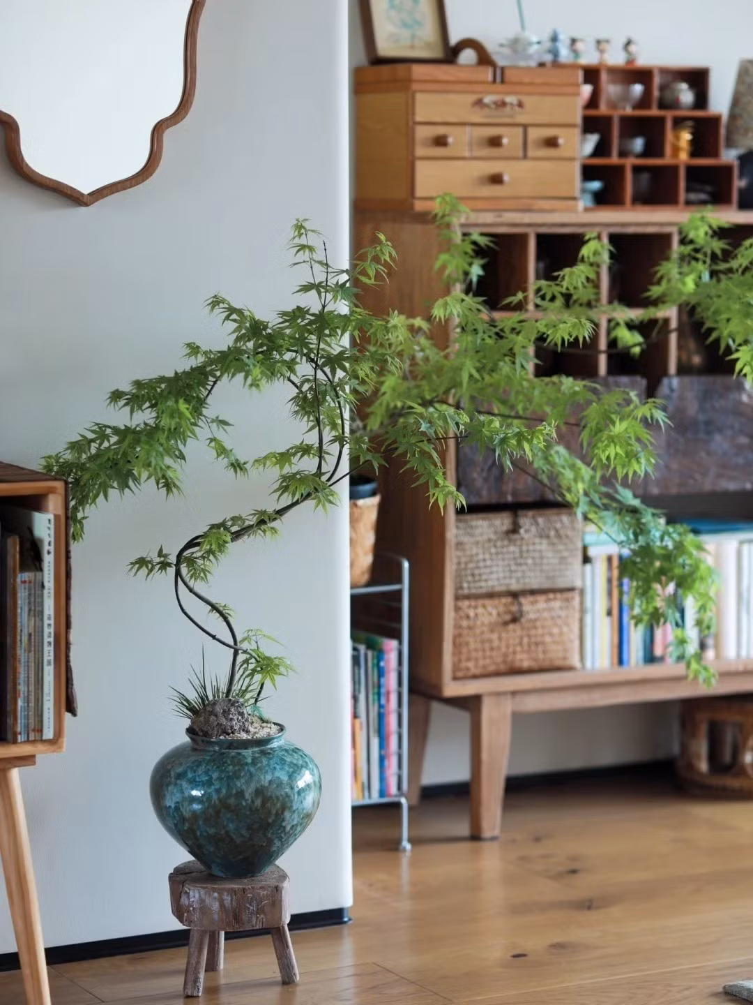 Chậu bonsai với dáng cây uyển chuyển như điểm thêm hồn cho không gian. Ảnh: Toutiao