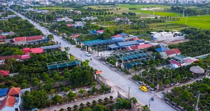 cay-canh1.jpg