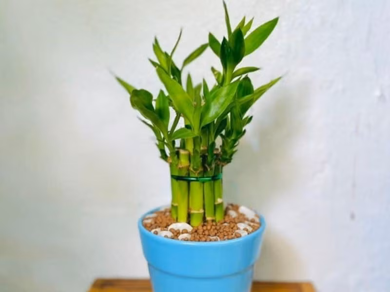 Trúc phát tài được ưa chuộng bởi cái tên mang ý nghĩa tài lộc, thịnh vượng. Thân cây có nhiều đốt giống tre, tượng trưng cho sự thăng tiến không ngừng. Ảnh: Internet