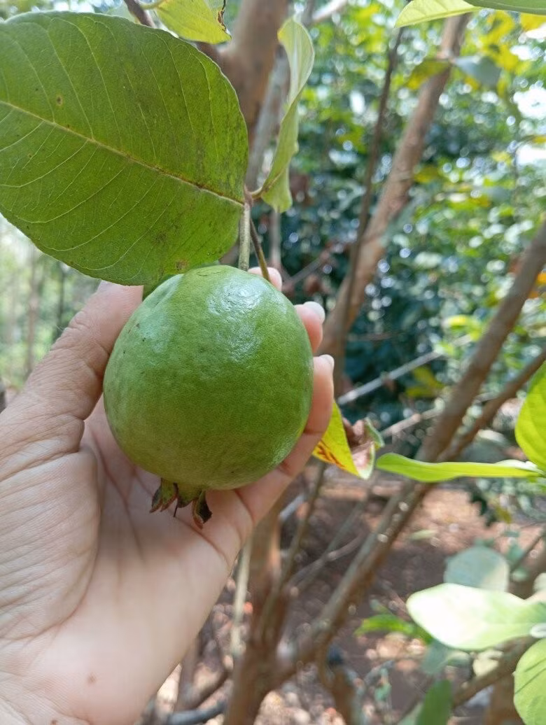 Kiều Trinh thường tặng cho bạn bè trái ngọt từ khu vườn rộng lớn. Ảnh: FB Nguyễn Kiều Trinh