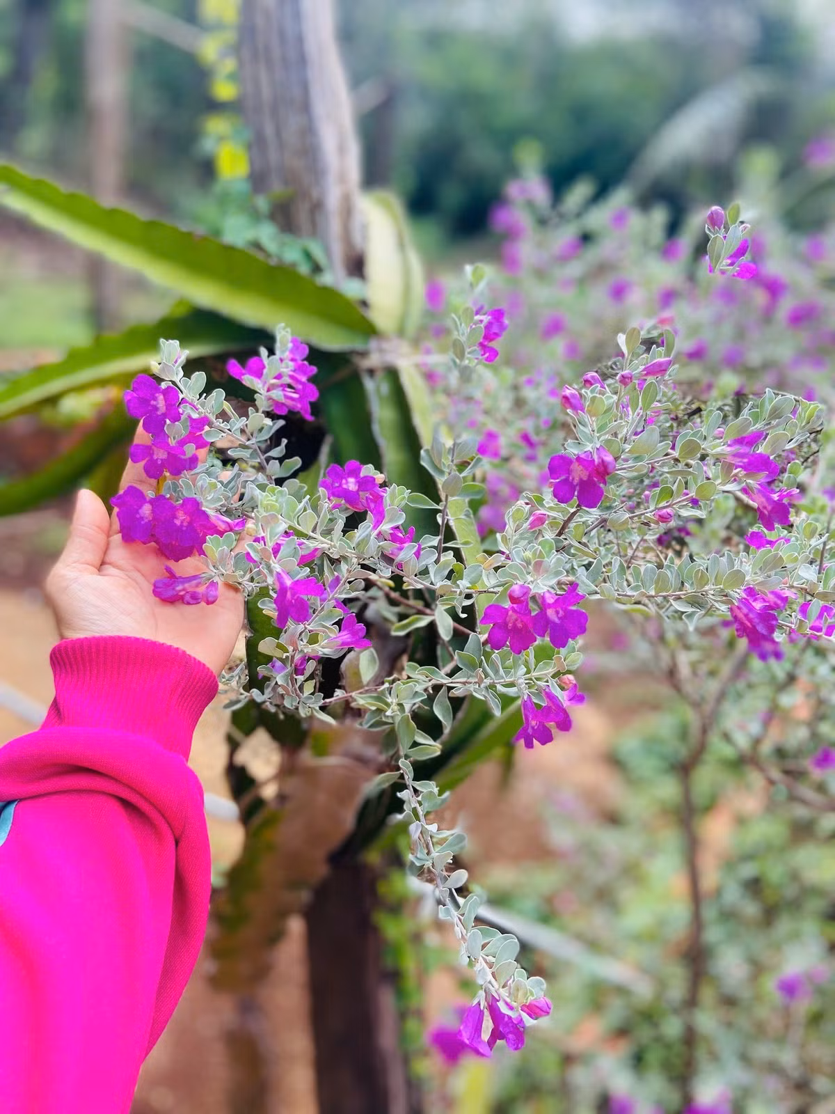 Nữ diễn viên cũng tin việc nói chuyện với cây cối hàng ngày giúp chúng phát triển tốt hơn. Ảnh: FB Nguyễn Kiều Trinh