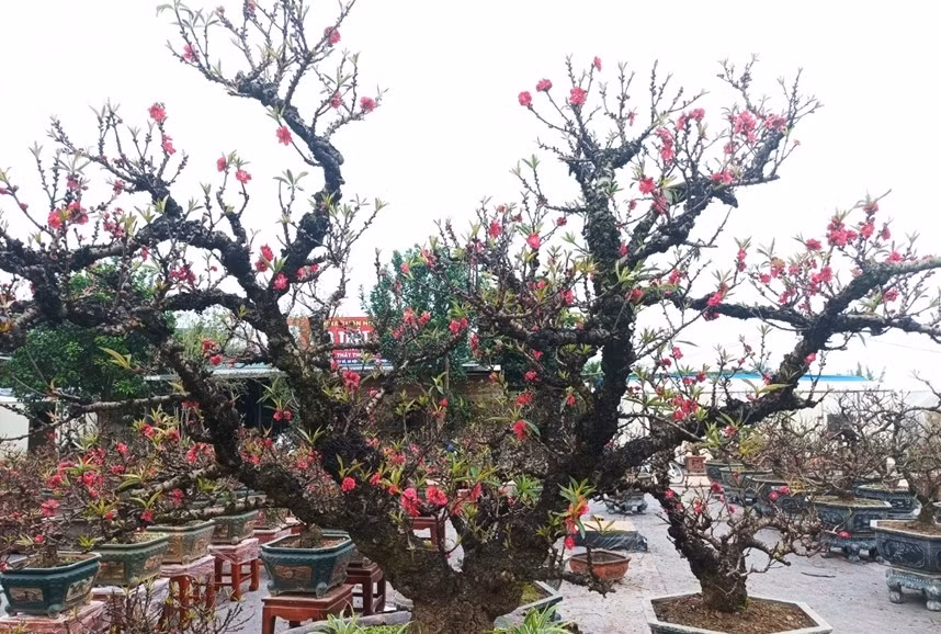Đào thất thốn (hay còn gọi đào tiến vua) là loại đào cổ, quý hiếm được nhiều người chơi sành điệu săn đón mỗi dịp Tết đến Xuân về. Ảnh: QĐND