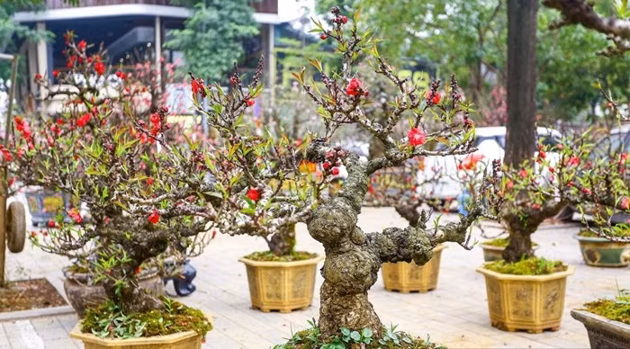 Những ngày này, trên tuyến đường Lạc Long Quân (Hà Nội) ngập tràn sắc hồng, sắc đỏ của đào thất thốn. Dân Việt