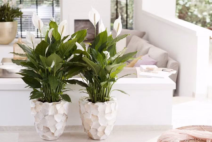Lan ý giúp hấp thụ các khí độc từ thiết bị điện tử, đồng thời tăng độ ẩm cho không gian sống, từ đó hạn chế tình trạng khô da, khô mũi và các bệnh về đường hô hấp. Ảnh: Vietnamnet