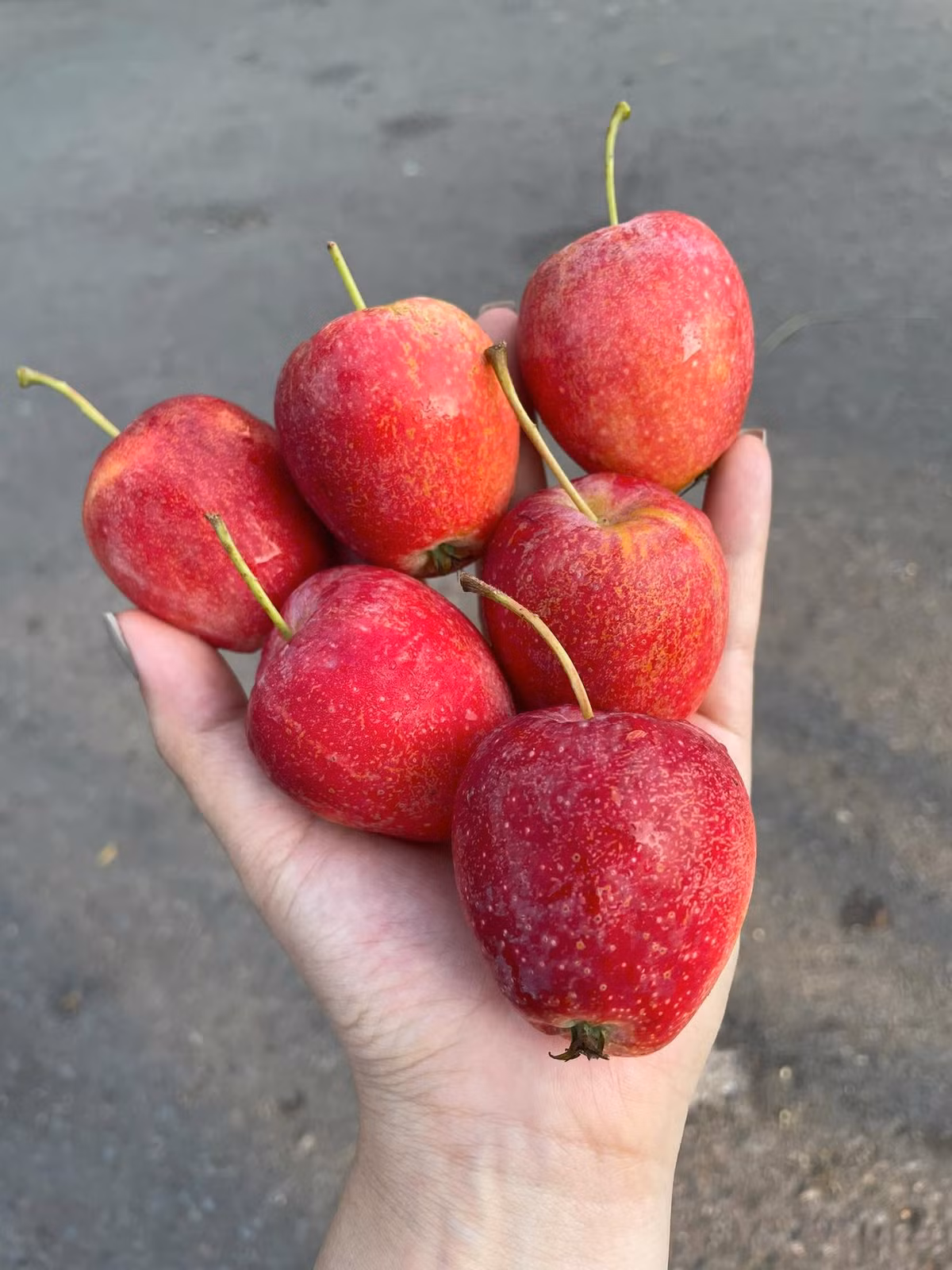 Dù giá cao nhưng táo cherry vẫn được khách hàng ưa chuộng. Mỗi lần hàng về chỉ bán vài ngày là hết. Ảnh: Facebook
