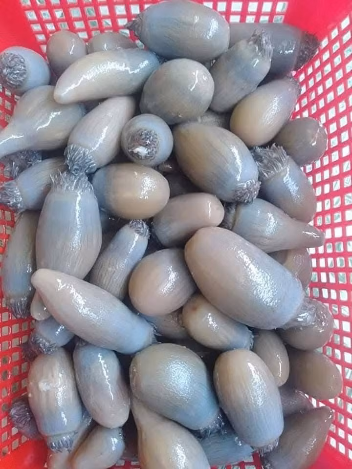 Trước kia, rum biển ít được mọi người biết đến, thậm chí bị bỏ qua. Nhưng vài năm gần đây, rum biển trở thành một trong những đặc sản được săn đón bậc nhất, giá bán lên tới 200.000 đồng/kg vào dịp cao điểm. Ảnh: Báo Nghệ An