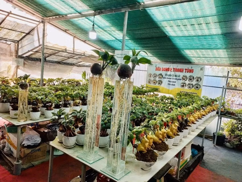 Bonsai dừa tạo dáng ngựa thiên thần được phát triển dựa trên kỹ thuật tạo hình linh vật từ trái dừa kết hợp với dáng bonsai truyền thống. Các chi tiết như cánh vàng, cánh bạc đều được làm thủ công. Ảnh: Plo