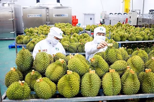 Theo số liệu của Bộ Công Thương, năm 2025, kim ngạch xuất khẩu rau quả của Việt Nam đạt 8,5 tỷ USD, tăng 19,8% so với năm 2024 và lập kỷ lục mới. Ảnh: Vneconomy
