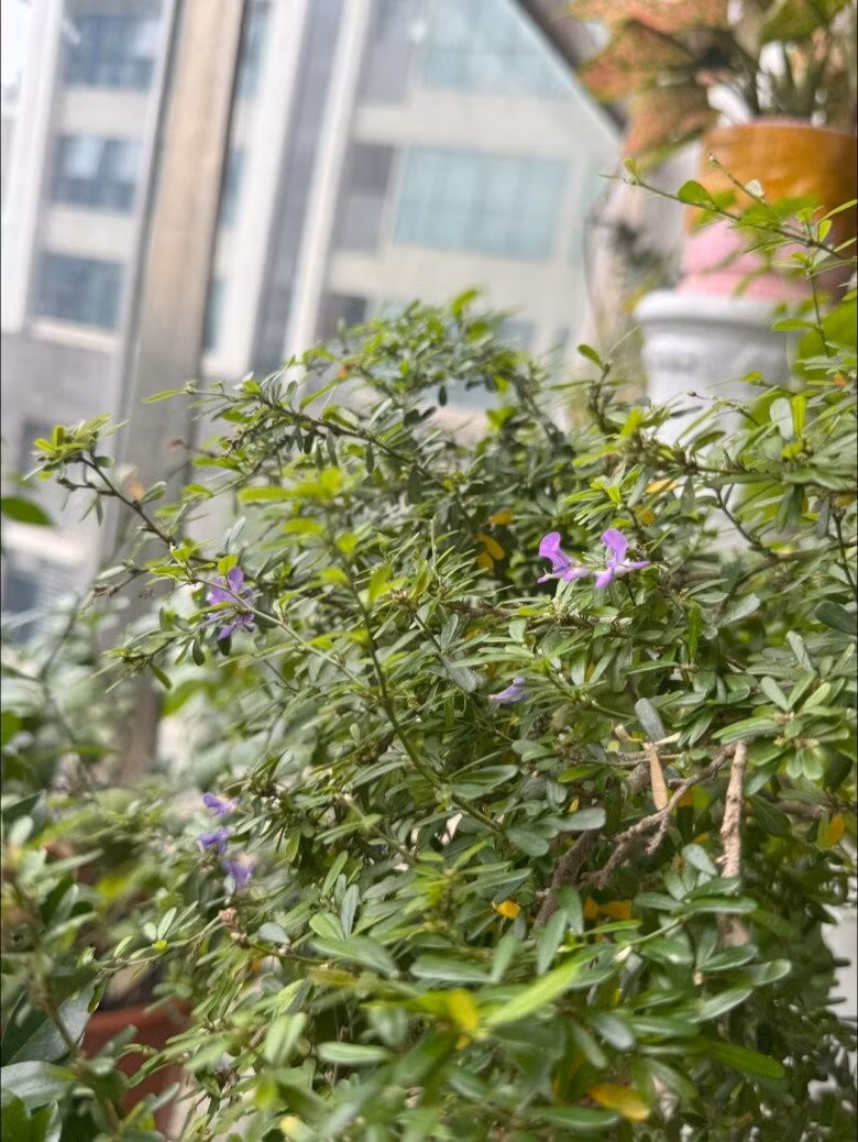 Hoa linh sam tím điểm xuyết giữa bụi cây xanh rì, thắp sáng khu vườn nhỏ. Ảnh: FBNV