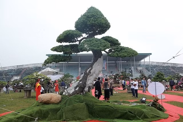 Xuất hiện tại một triển lãm cây cảnh ở Phú Thọ, cây me keo của anh Trần Phúc Lộc (Bà Rịa, Vũng Tàu), có tuổi đời hàng trăm năm thu hút sự chú ý của du khách. Ảnh: Dân Việt