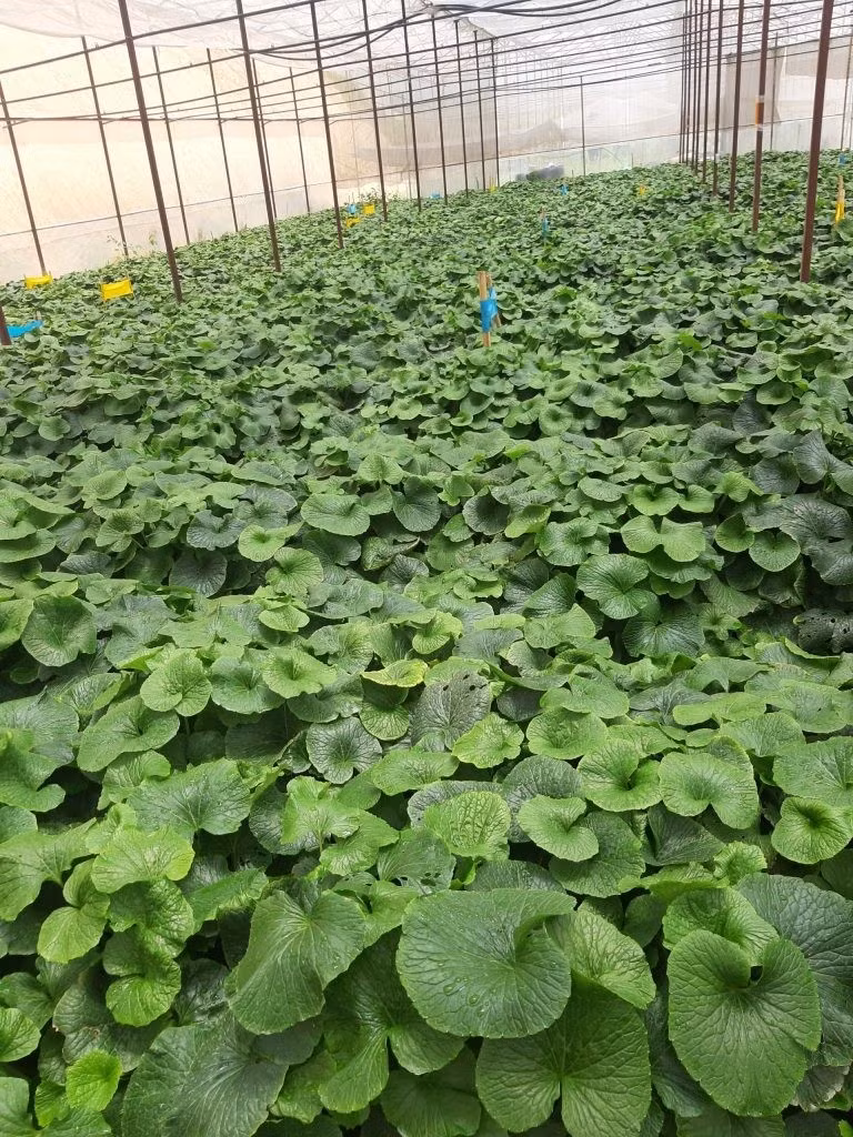 Khác với các loại rau củ thông thường, wasabi chỉ sinh trưởng trong môi trường tự nhiên rất đặc thù như khí hậu mát mẻ, độ ẩm cao, đất trung tính (pH từ 6–7) và phải có nguồn nước suối sạch, chảy liên tục. Ảnh: NongsanDaLat