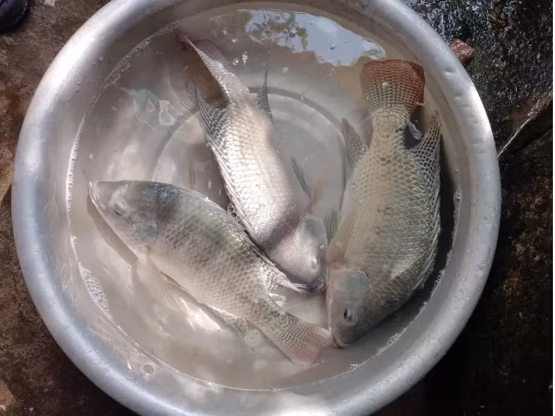 Do được nuôi nhiều, sản lượng lớn nên giá cá rô phi trên thị trường khá ổn định và phù hợp với túi tiền của người tiêu dùng. Ảnh: Đồ câu Duli