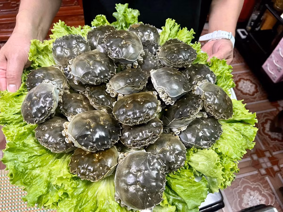Trước kia, cua da Yên Dũng giá khá rẻ, chỉ dưới 100.000 đồng/kg. Nhưng hiện nay, do nhu cầu tăng cao và nguồn khai thác ngày càng ít, giá cua da lên tới 450.000 - 600.000 đồng/kg, tùy thời điểm và kích cỡ. Ảnh: Vietnamnet
