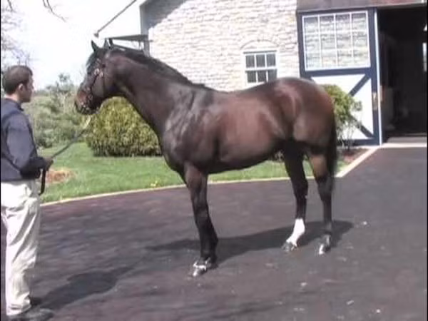 Bên cạnh mức giá "khủng" nhờ thành tích vô địch Kentucky Derby và sự nghiệp đua ngựa với nhiều thành tích đáng nể, Fusaichi Pegasus còn có sự nghiệp phối giống thành công. Ảnh: YouTube