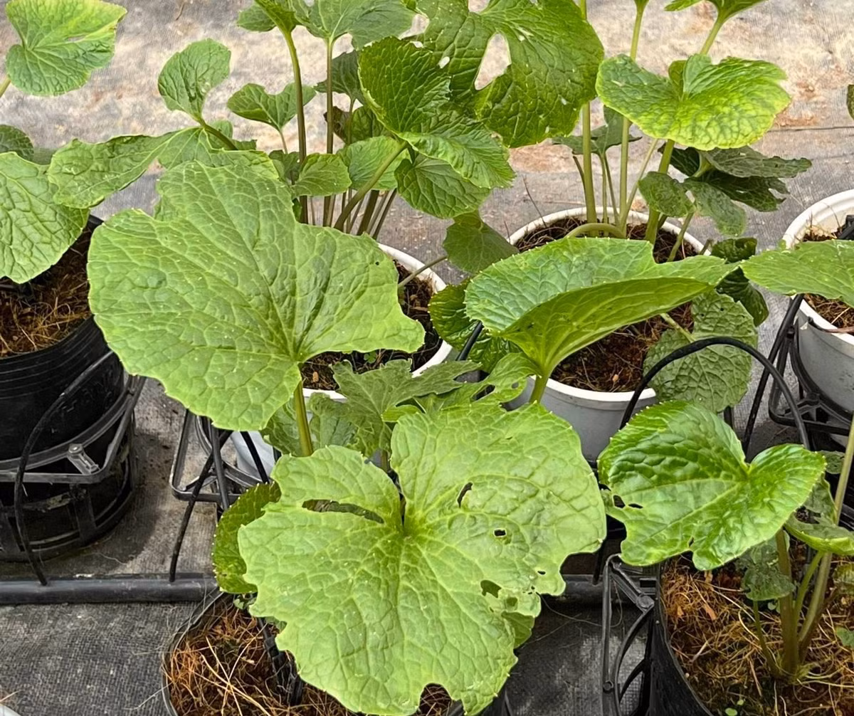 Wasabi rất nhạy cảm, chỉ cần bị úng nước, nắng gắt hoặc thiếu nước sạch là có thể chết. Ảnh: Người đưa tin