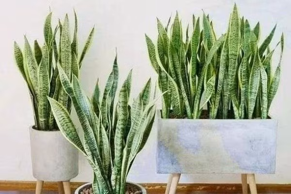 Lưỡi hổ đứng đầu danh sách cây trồng trong phòng tắm. Lá cây có thể hút bớt hơi ẩm và khí độc hại trong nhà vệ sinh. Ảnh: Internet