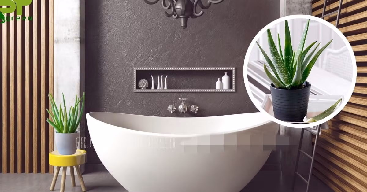 Cây nha đam có tác dụng thanh lọc không khí, giải phóng nhiều oxy, giúp loại bỏ ẩm mốc. Ảnh: Phương Trung Green