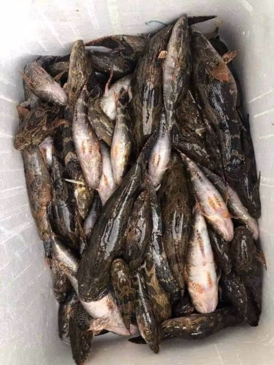 Trước đây, cá bống tượng chủ yếu xuất hiện ở các tỉnh miền Tây Nam Bộ, hiếm khi có mặt ở thị trường miền Bắc. Ảnh: Facebook