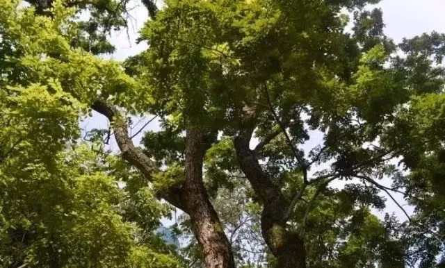 Cách đây vài năm, dư luận Trung Quốc xôn xao trước thông tin hai cây hoàng hoa lê Hải Nam tại Công viên Hải Khẩu, đảo Hải Nam được bán với giá lên đến hơn 14 triệu NDT (tương đương gần 50 tỷ đồng). Ảnh: Sohu