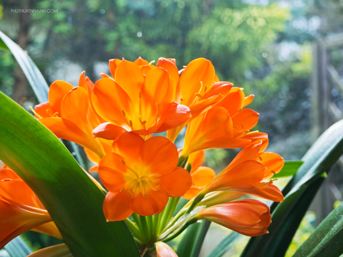 ca-phong-thuy3.jpg