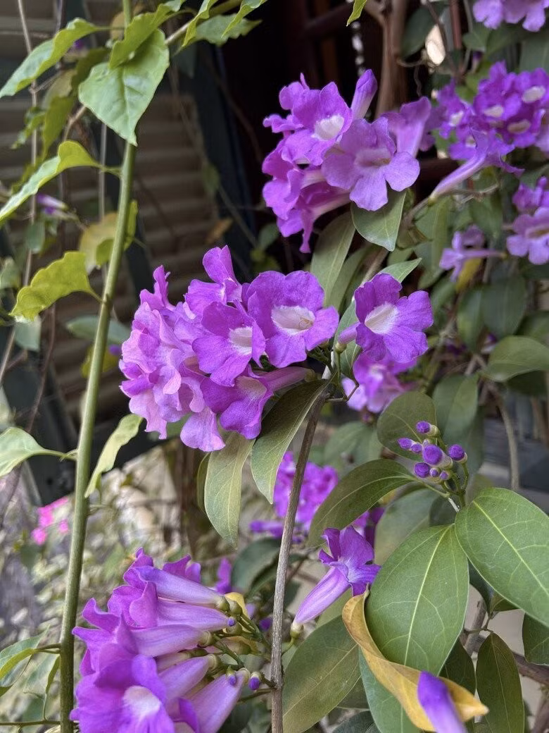 Giàn hoa lan tỏi tím ngắt bên khung cửa sổ xanh tạo khung cảnh thơ mộng. Ảnh: FBNV