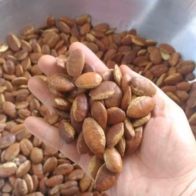 Vào dịp Tết, hạt kơ nia trở thành mặt hàng hút khách vì nhu cầu biếu tặng tăng cao. Ảnh: Facebook