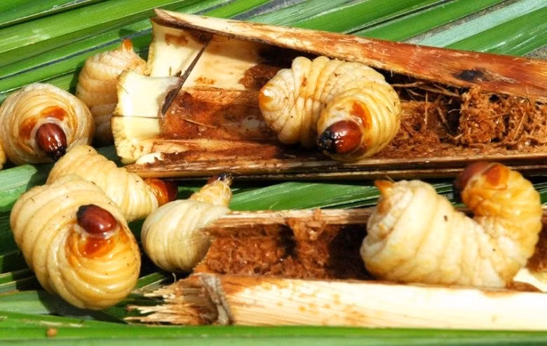 Đuông chà là - loài côn trùng béo mũm mĩm là đặc sản độc nhất vô nhị tại Cà Mau. Ảnh: Internet