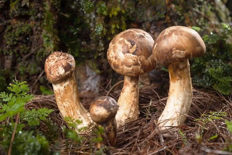 Được coi là một trong những đặc sản tuyệt vời nhất của Nhật Bản, nấm matsutake chỉ phát triển mạnh trong môi trường rừng cụ thể và ngày càng trở nên khan hiếm. Ảnh: Britannica