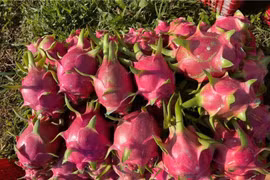 Tại sao thanh long luôn rơi vào vòng lặp 'cần được giải cứu' ?