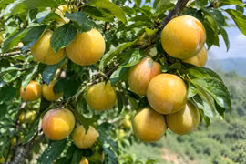 Mận vàng Mộc Châu tìm lại giá trị nhờ thị hiếu tiêu dùng mới