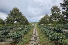 Hoàng Anh Gia Lai củng cố lộ trình 20.000 ha cà phê: Bứt phá năng suất