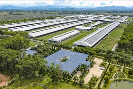 Việt Nam có thương hiệu sữa được đánh giá tiềm năng nhất toàn cầu