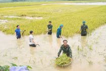 Hàng trăm cán bộ, chiến sĩ cùng dân cứu lúa giữa đồng ngập nước ở Phú Thọ