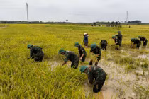 Sạt lở, ngập úng diện rộng ở Phú Thọ sau đợt mưa lớn kéo dài